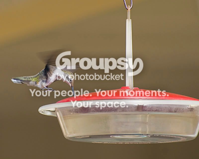 hummingdownsized.jpg
