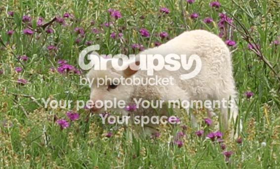 sheep006.jpg