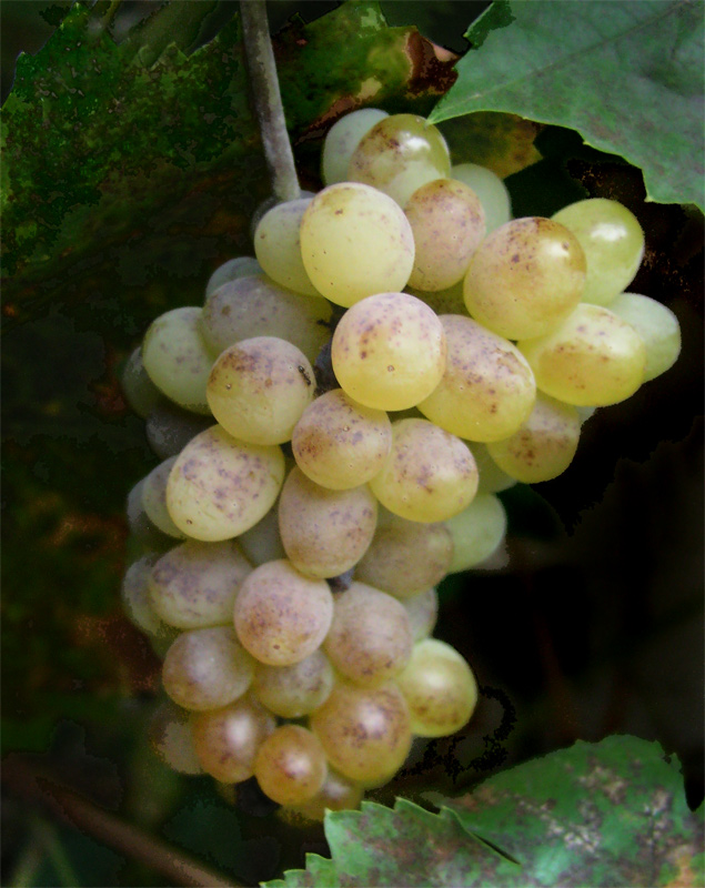 Last-Grape-UE-L.jpg