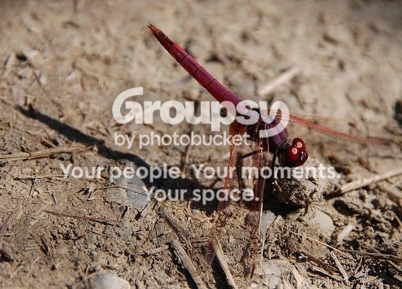 adragon6.jpg