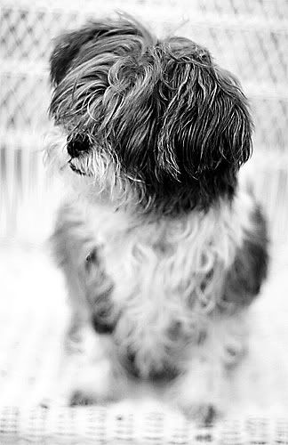 Muffy-02.jpg