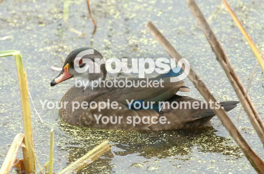 woodduck.jpg