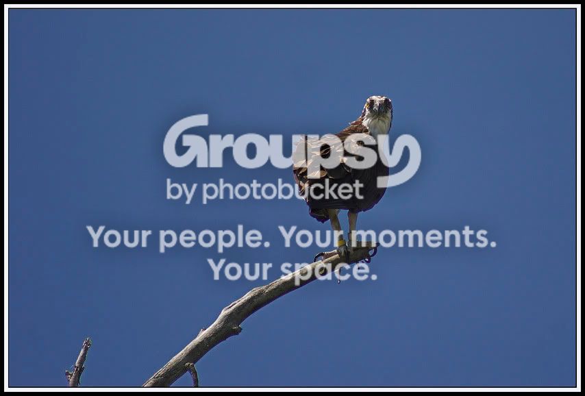 osprey1.jpg