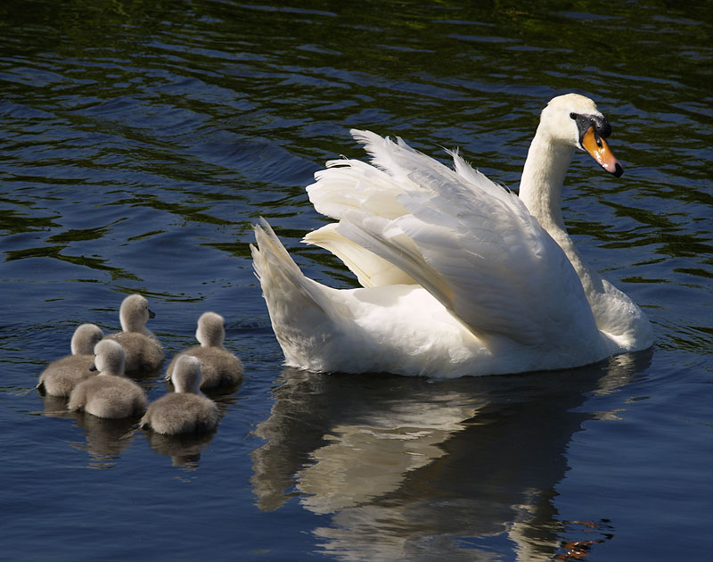Swan-and-cygnets.jpg