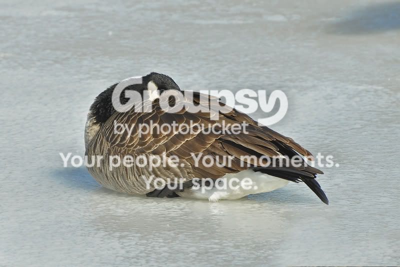 Gooseonice8138resized.jpg