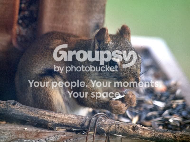 Maysquirrel.jpg