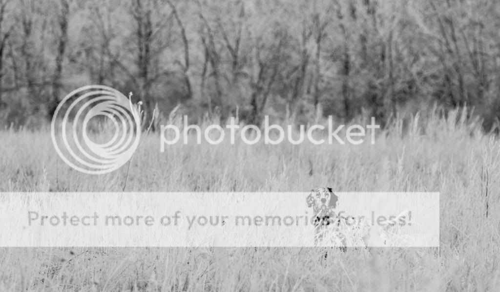DSC_0713-2_zps1cb65ed1.jpg