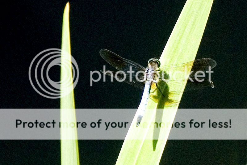 Dragonfly062506001.jpg