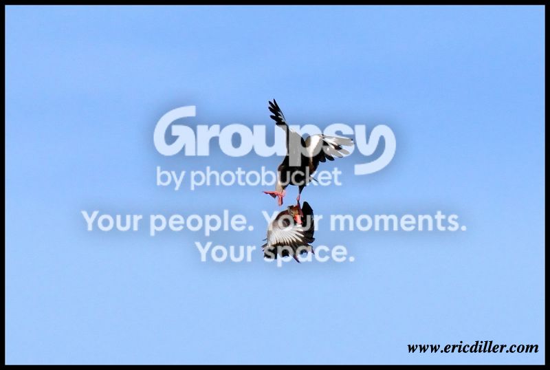 PIC_7751copy.jpg