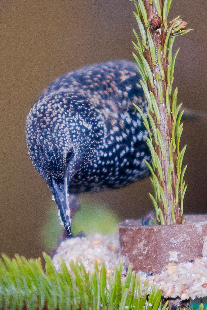 Starling-3.jpg
