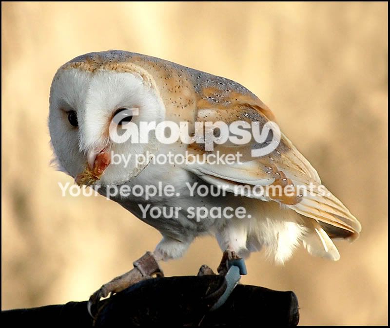 owl.jpg