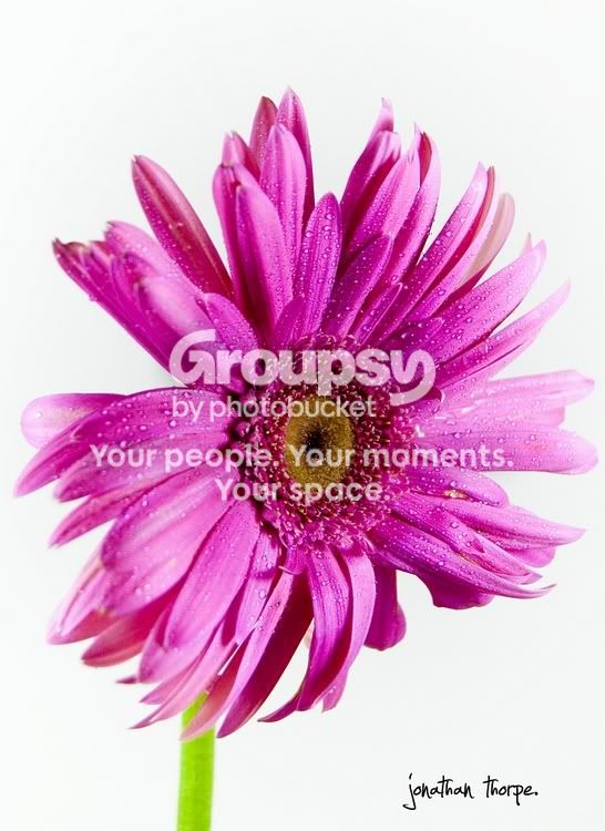 flowercloseup.jpg