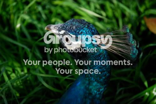 peacock.jpg