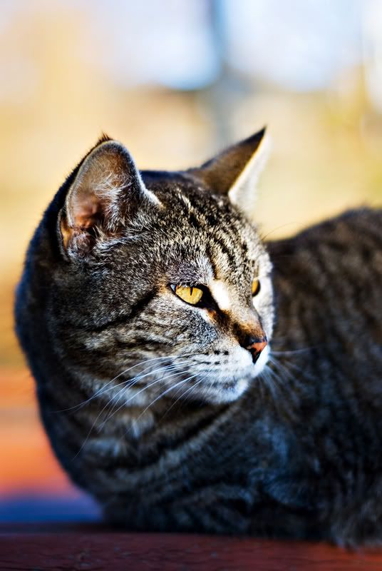 cat3web.jpg