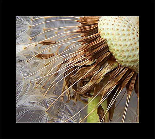 dandelion.jpg