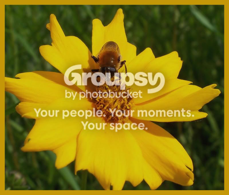 Genevayellowflower.jpg