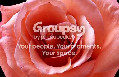 pinkrose.jpg