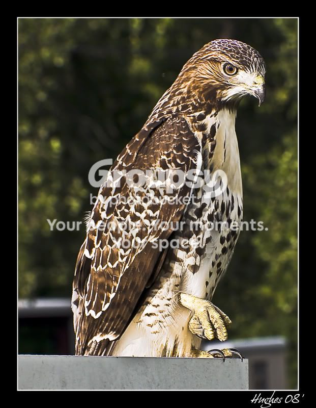 Hawk.jpg