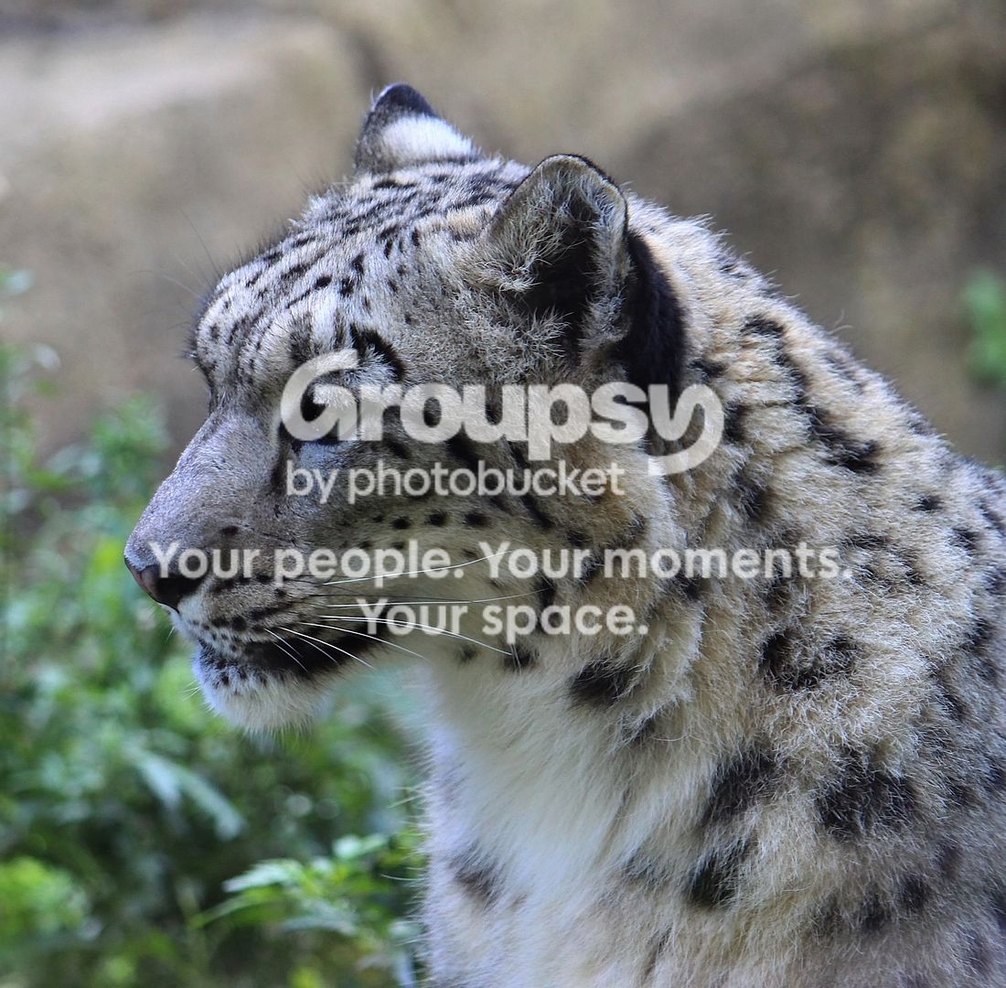 leopardcrop.jpg