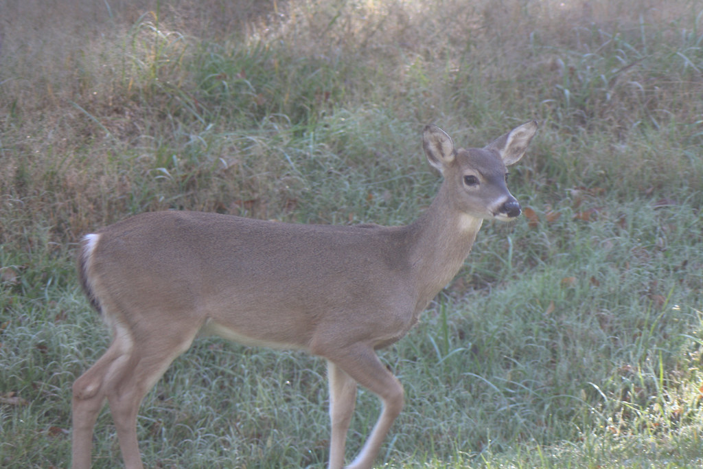 4042307225_dd3147d989_b.jpg