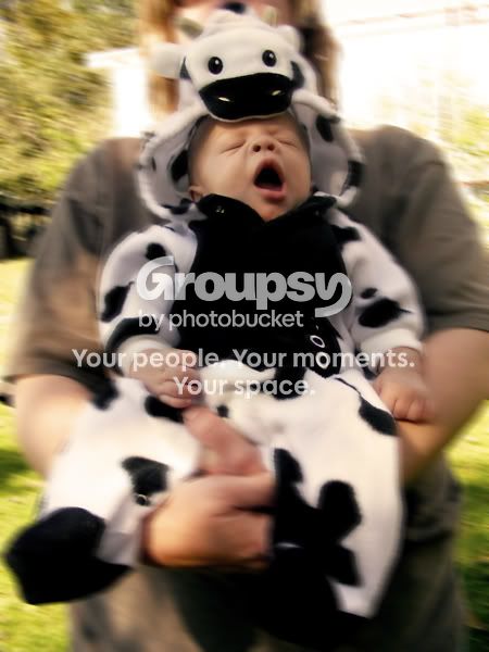thecowhaha.jpg