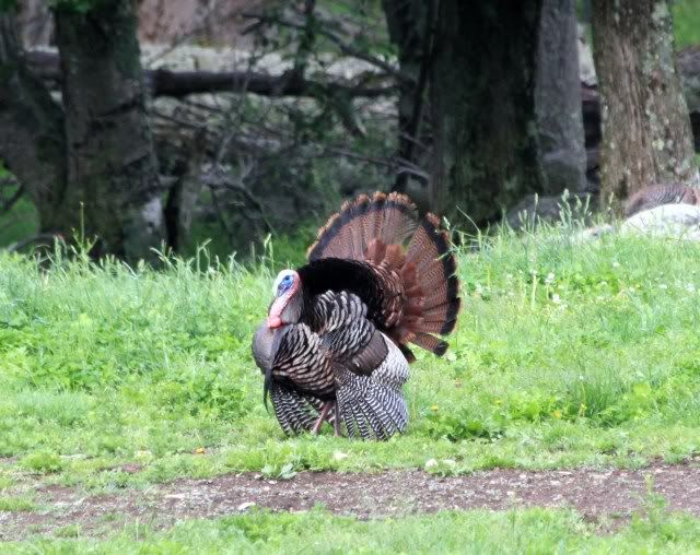 turkeystrutting.jpg