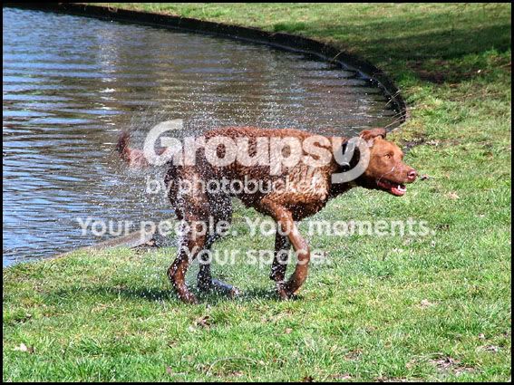 Amsterdamwetdogcopy.jpg
