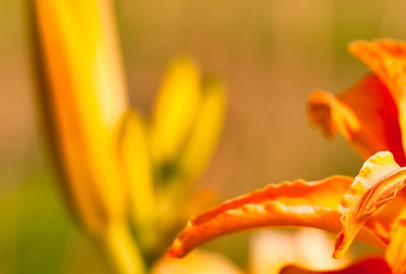 50mm1pt8bokeh-100.jpg