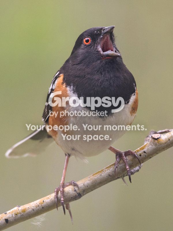 Spottedtowhee_zps459c78d6.jpg