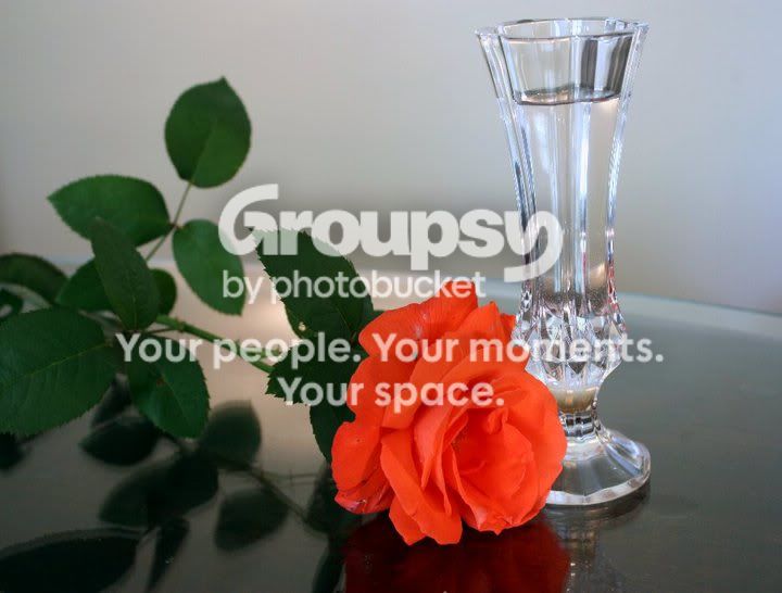 roseandvase2.jpg