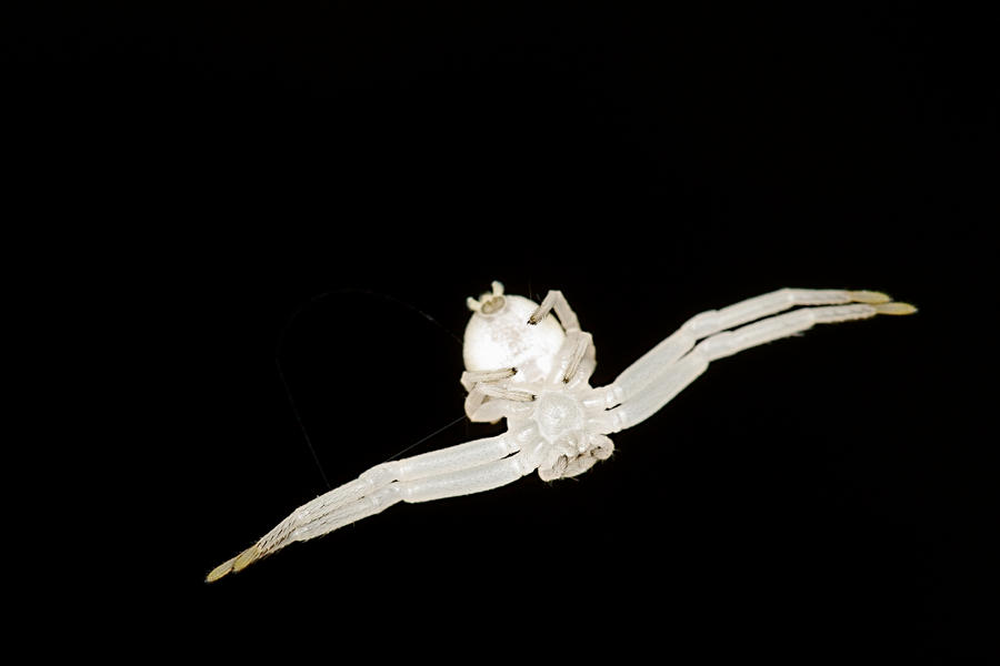 Albino_Spider_Hangs_by_mack1time.jpg
