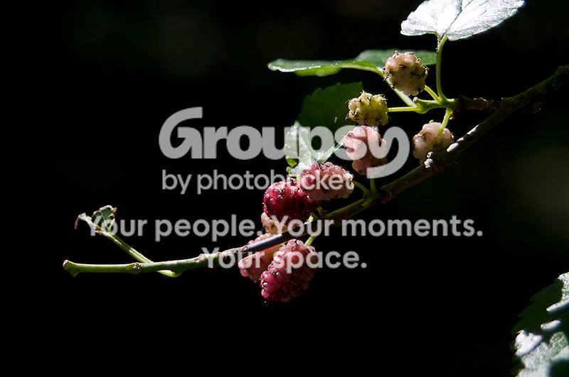 berriesdownsized.jpg