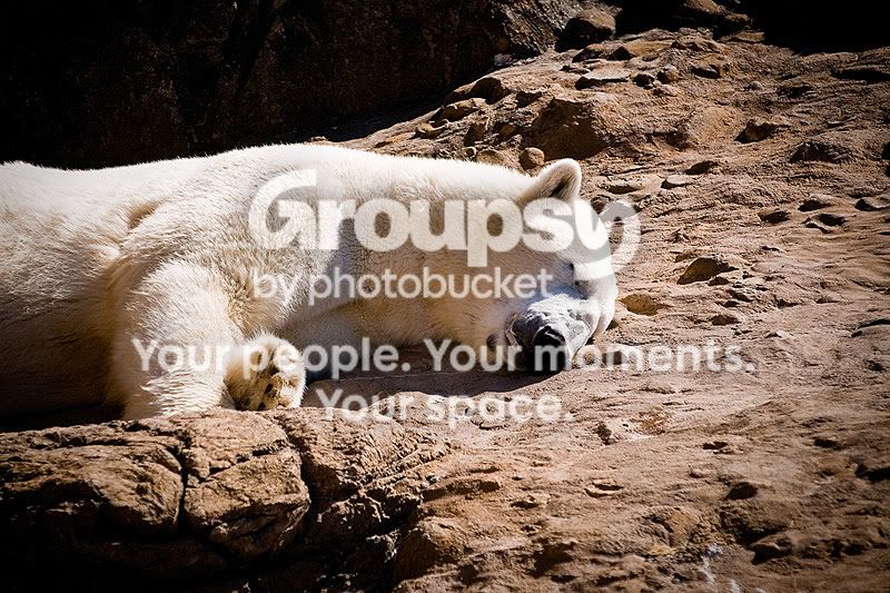 NC-Zoo-232-Edit-800.jpg