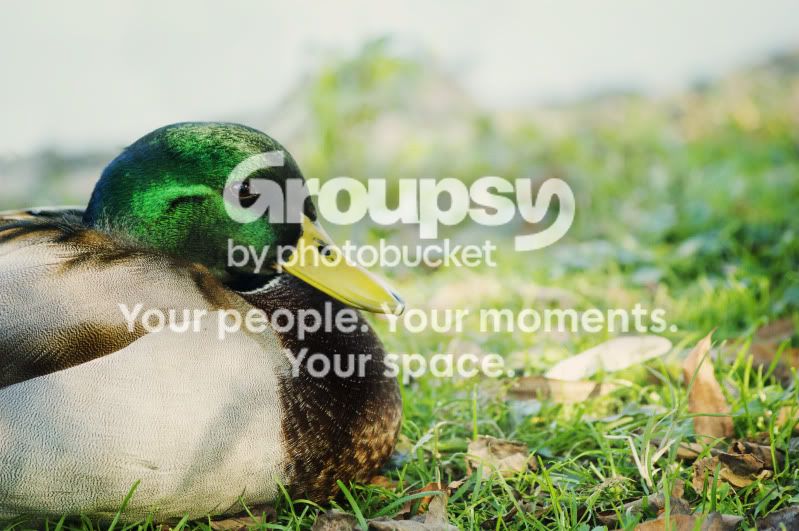 Duck.jpg