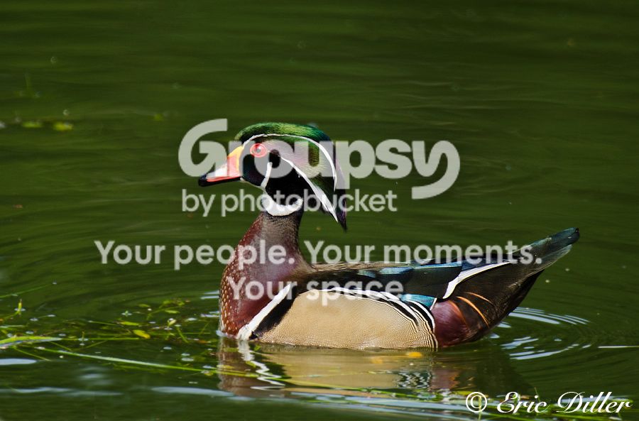 _ECD9944-copy900.jpg