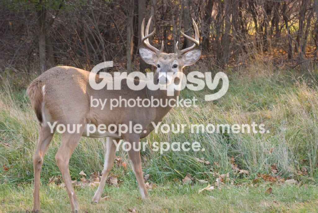 Deer4.jpg