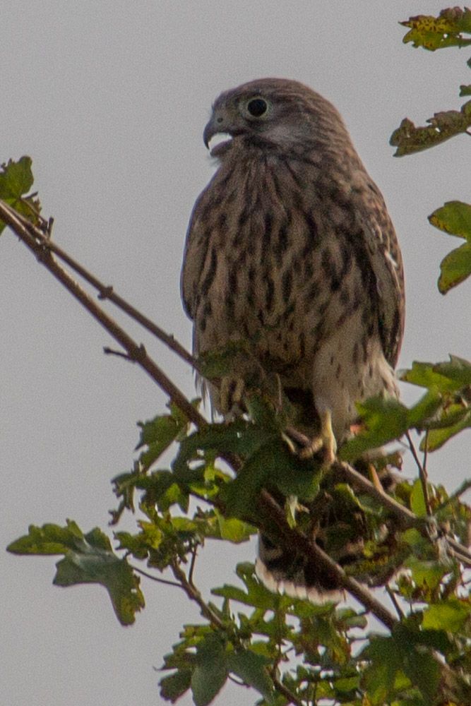 Kestrel-1_zps7b6b355d.jpg