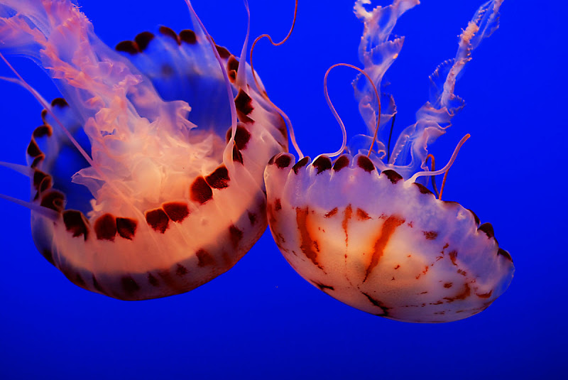 jelly3.jpg
