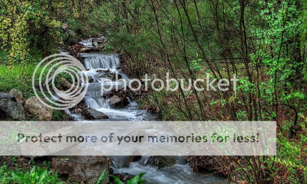creekheron.jpg