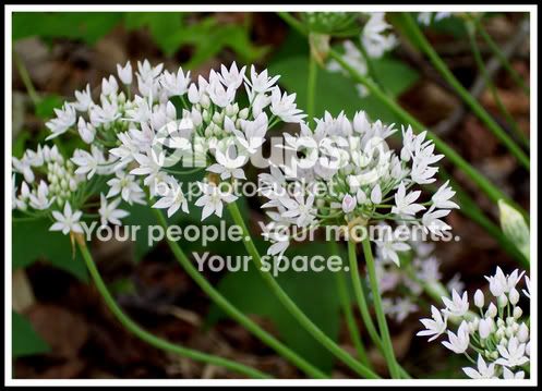 littlewhiteflowers.jpg