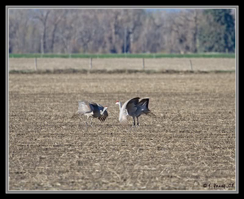 Sandhill-Cranes-Dancing-1.jpg
