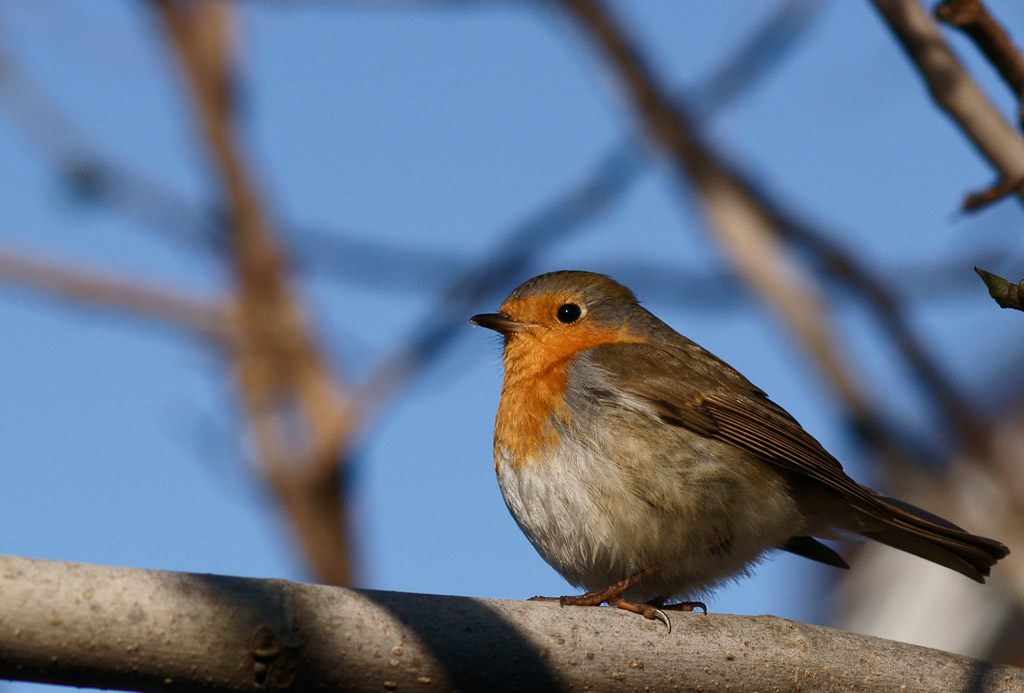 robin_03.jpg