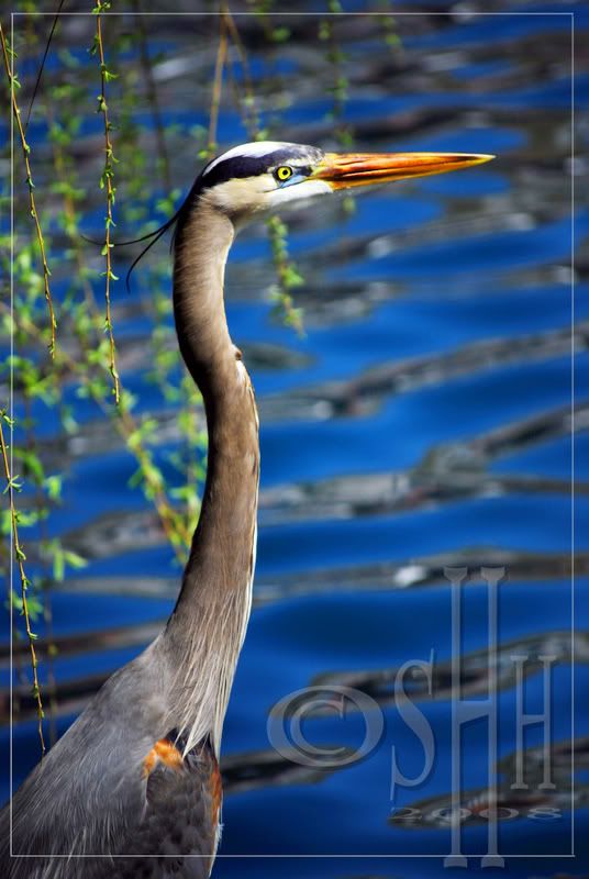 LongNeckBirdLGWM2.jpg