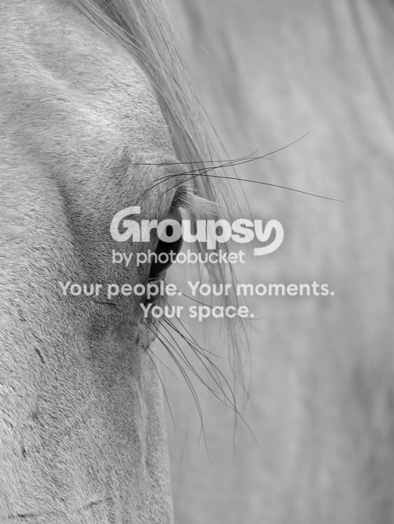 Horses-71508-019L.jpg