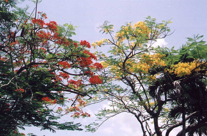 flamboyan2.jpg