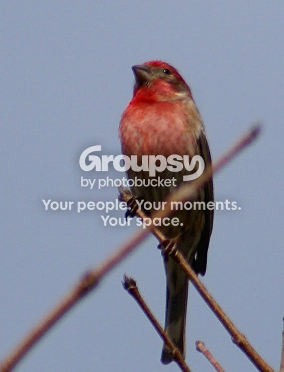 birdsandbees014.jpg