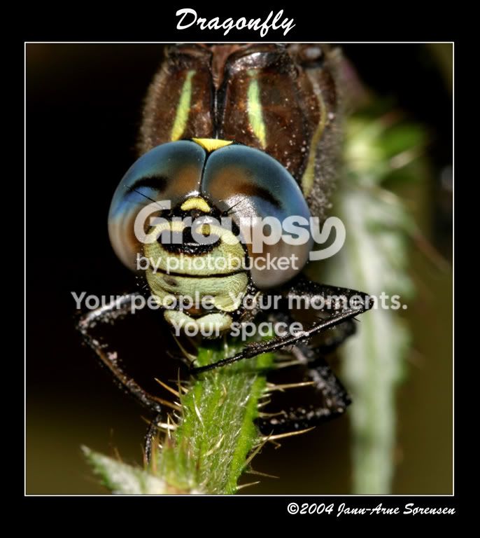 Dragonfly.jpg