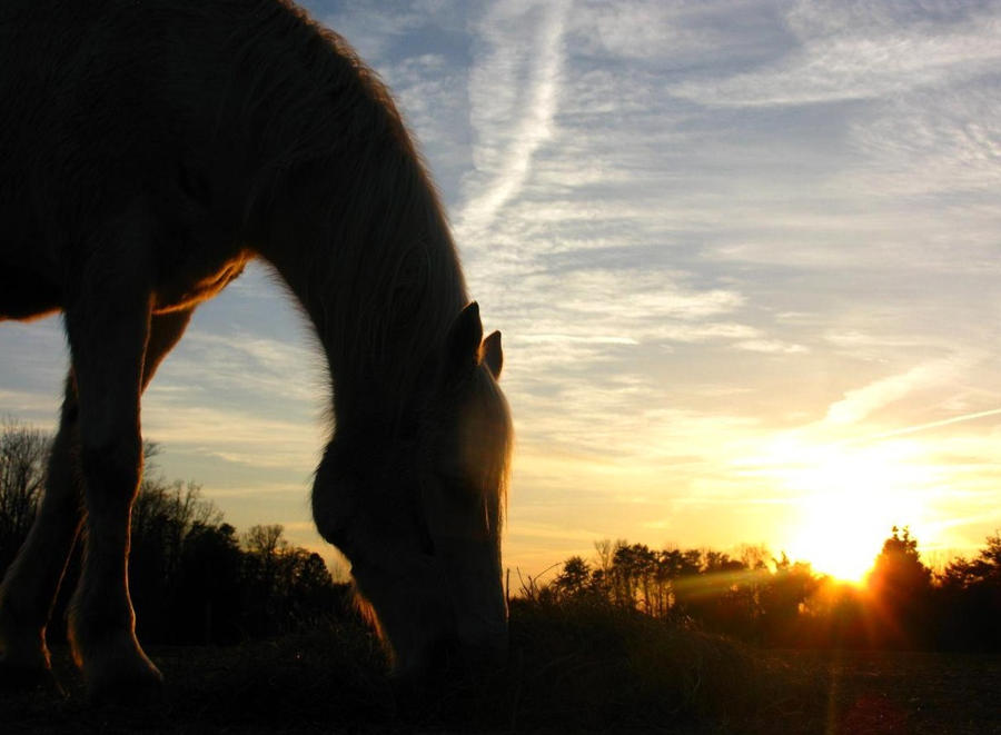 kemir_in_the_sunset_by_raismash-d3ah0wj.jpg