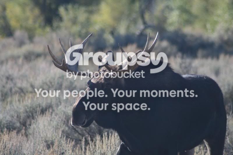 IMG_0998.jpg