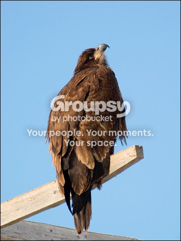 eaglepray.jpg